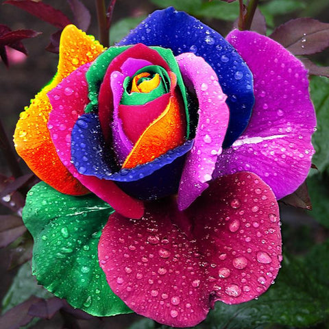 RARE HOLLAND RAINBOW ROSE SEEDS - magazingeneral