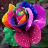 RARE HOLLAND RAINBOW ROSE SEEDS - magazingeneral
