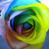 RARE HOLLAND RAINBOW ROSE SEEDS - magazingeneral