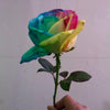 RARE HOLLAND RAINBOW ROSE SEEDS - magazingeneral