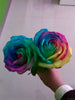 RARE HOLLAND RAINBOW ROSE SEEDS - magazingeneral